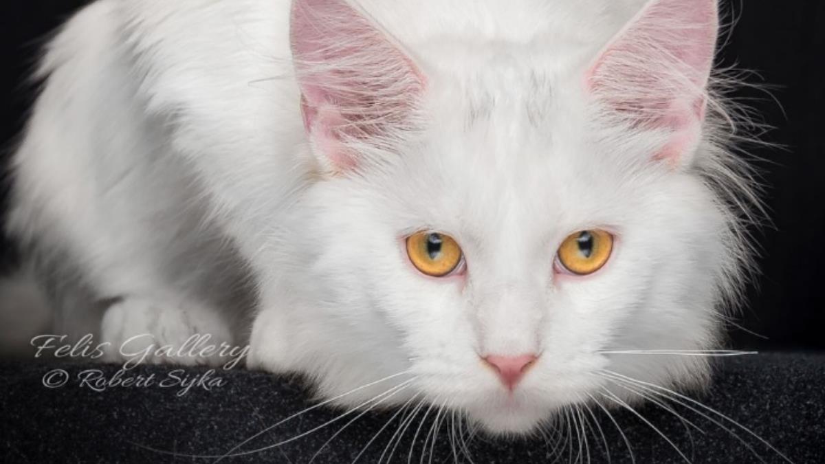 this-photographer-takes-gorgeous-pictures-of-maine-coon-cats