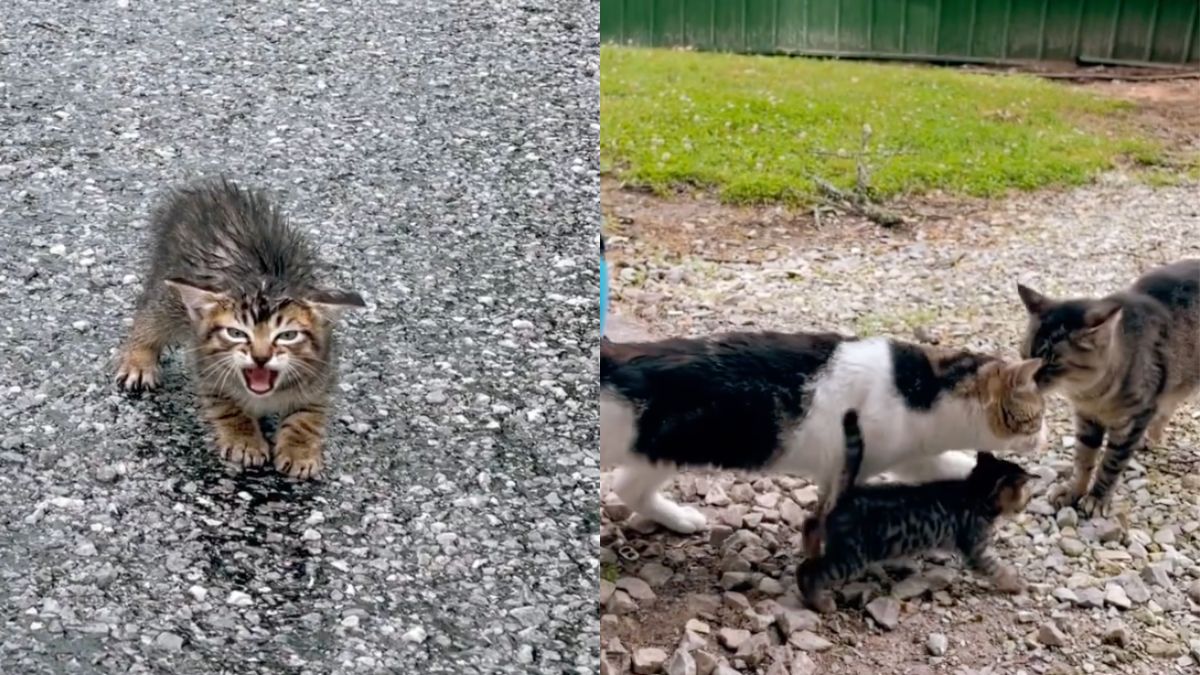 Woman finds crying wet kitten and miraculously tracks down its mom