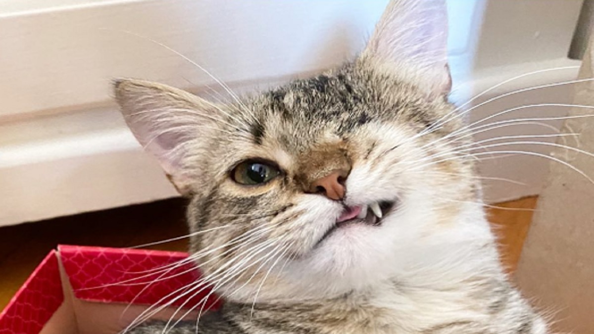 This One-eyed Kitten's Personality Shines Bright After Finding A Loving 