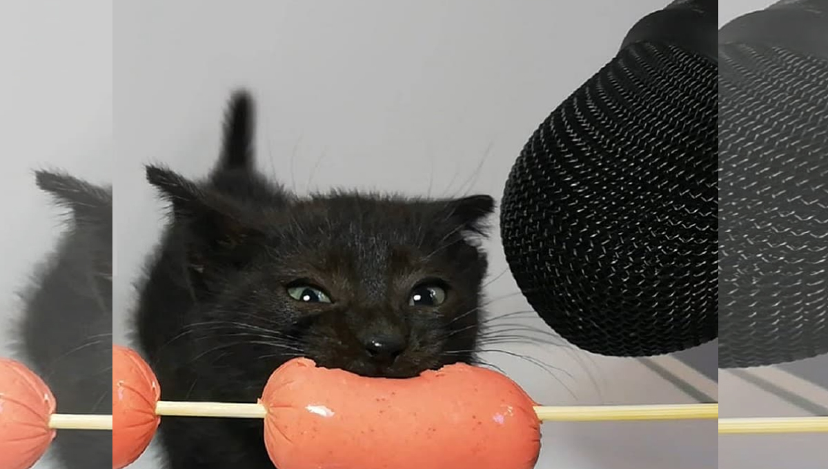 kitten eat sausage