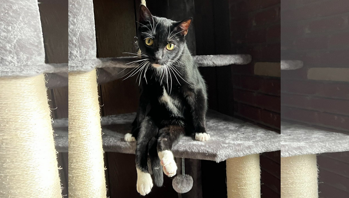 Meet Dapper Daniel Diapurrman - a special needs cat who has an ...