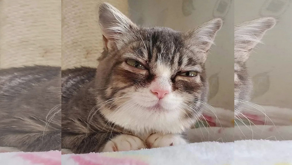 Meet Winky: the dwarf kitty with an incredibly expressive face