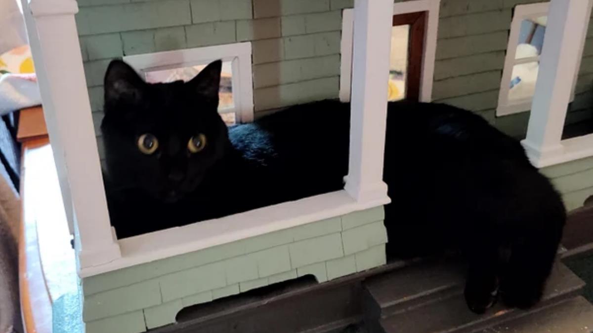 Cats shop in dollhouses