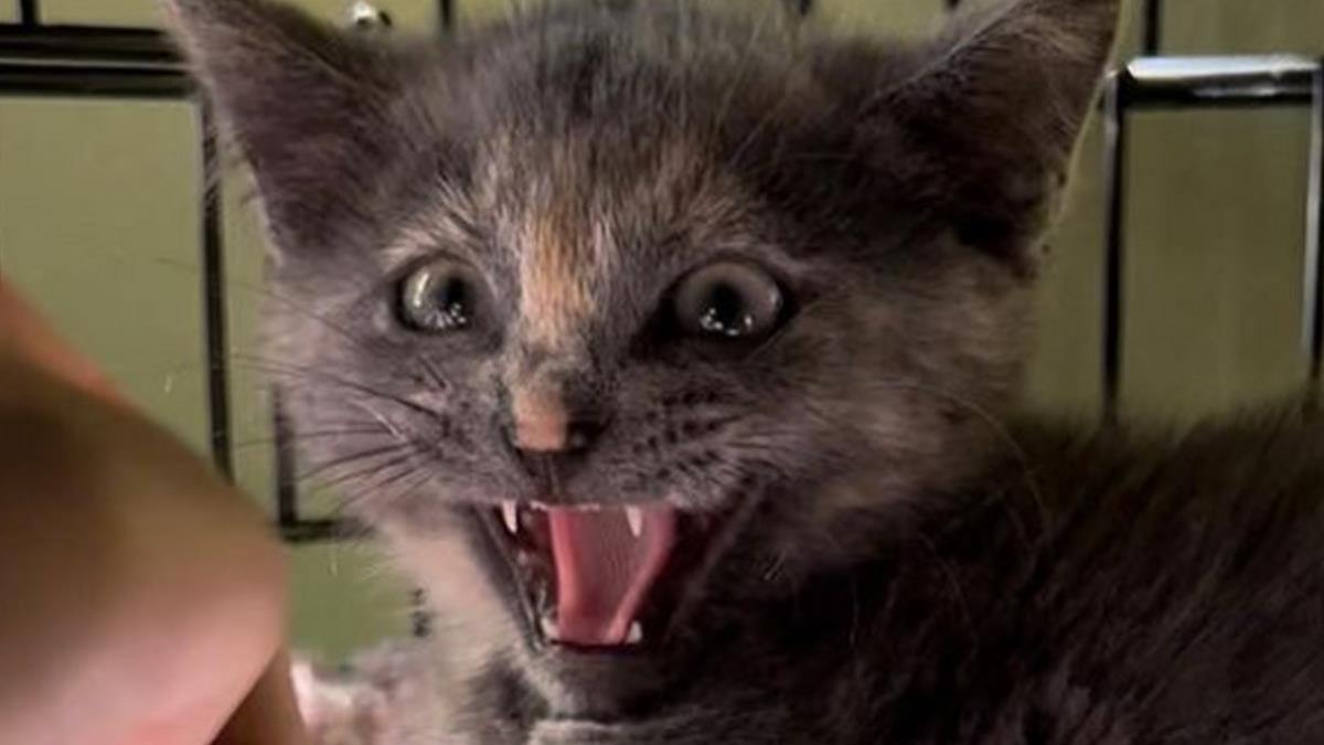 Spicy, hissing kitten learns to trust humans