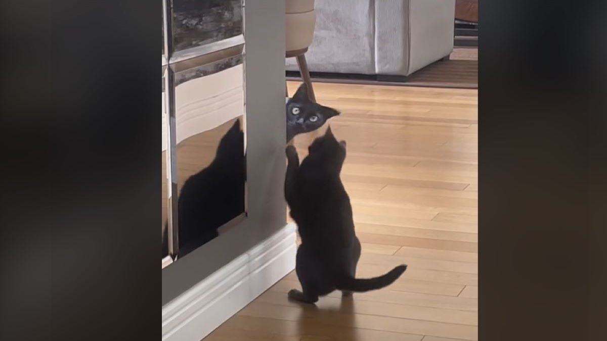 Tiktoker pulls a popular cat prank on her kitten and goes viral