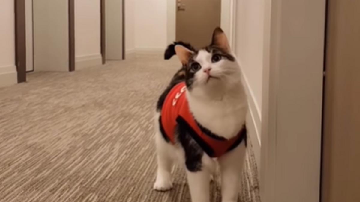 meet-elie-the-extra-flirty-hallway-cat