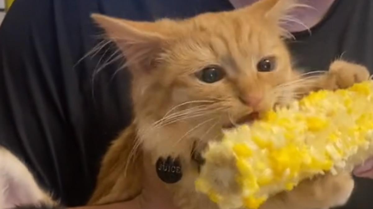 video-of-a-cat-devouring-corn-on-the-cob-goes-viral