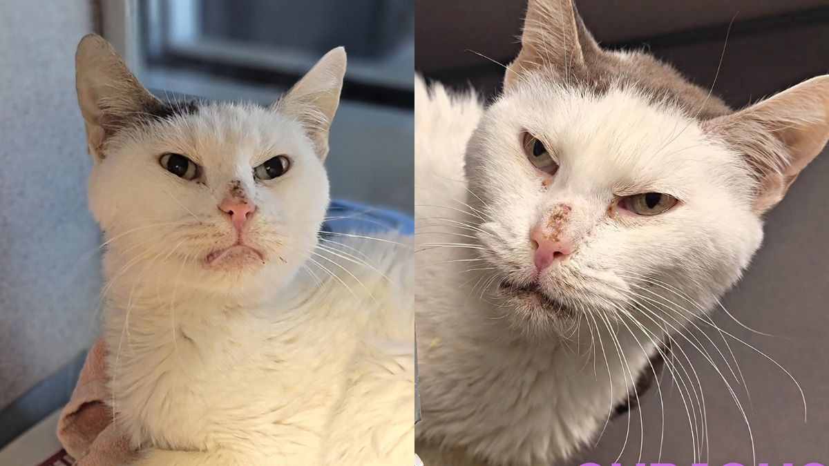 Rescue with 'resting cat face' is the sweetest despite her mean mug