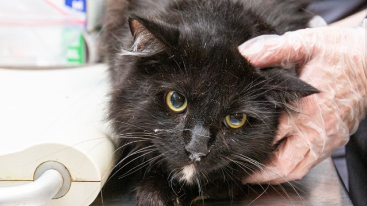 30 Cats And Kittens Got Rescued From An Iowa Home In Deplorable Conditions