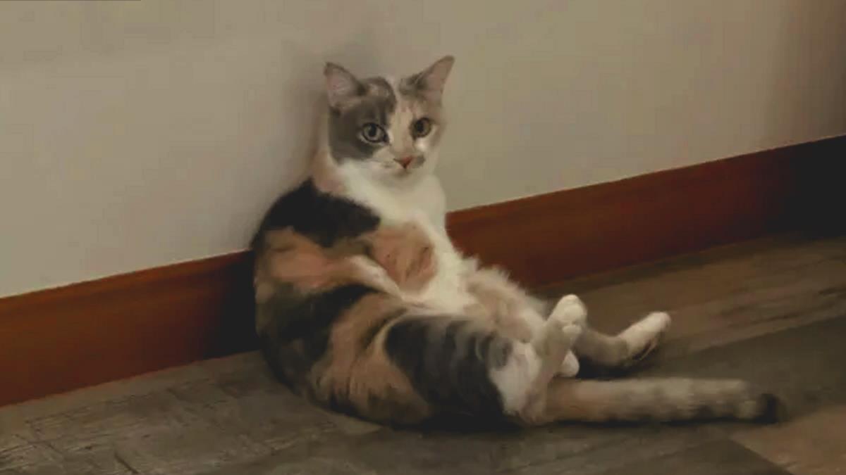 Hilarious Cat Likes To Sit Down Like A Human Every Day 6255