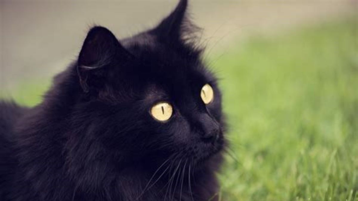 What Type Of Personality Do Black Cats Have